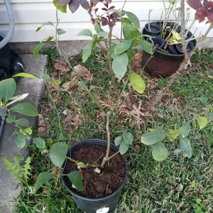 Lemon Tree Live Plant – 3 Gallon Potted Citrus Fruit Tree – Blooming Now - Image 6