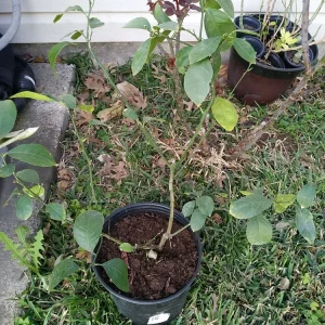 Lemon Tree Live Plant – 3 Gallon Potted Citrus Fruit Tree – Blooming Now - Image 7