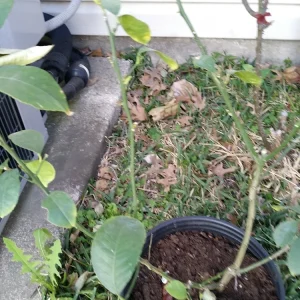 Lemon Tree Live Plant – 3 Gallon Potted Citrus Fruit Tree – Blooming Now - Image 8