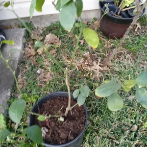 Lemon Tree Live Plant – 3 Gallon Potted Citrus Fruit Tree – Blooming Now - Image 9