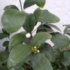 Lemon Tree Live Plant – 3 Gallon Potted Citrus Fruit Tree – Blooming Now - Image 1