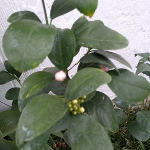 Lemon Tree Live Plant – 3 Gallon Potted Citrus Fruit Tree – Blooming Now - Image 1