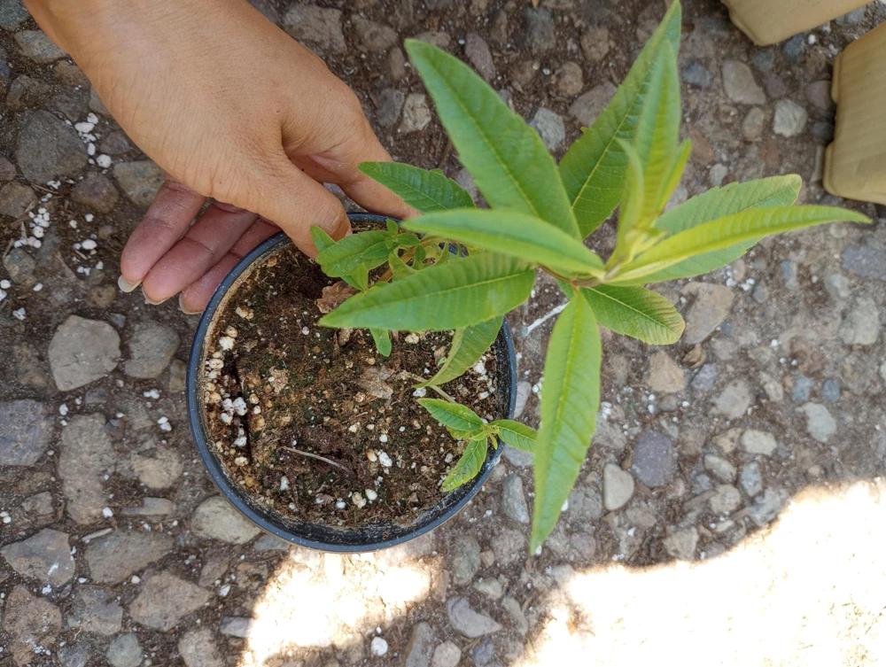 Lemon Verbena Live Plant – Aromatic Herb in 4 inch Pot – Outdoor/Indoor - Image 1
