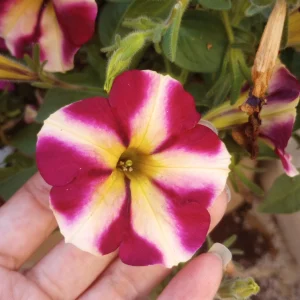 Lemonberry Petunia Live Plant - Vibrant Blooms - 6 Inch Pot - Image 2