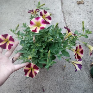 Lemonberry Petunia Live Plant - Vibrant Blooms - 6 Inch Pot - Image 4