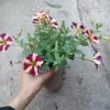 Lemonberry Petunia Live Plant - Vibrant Blooms - 6 Inch Pot - Image 1