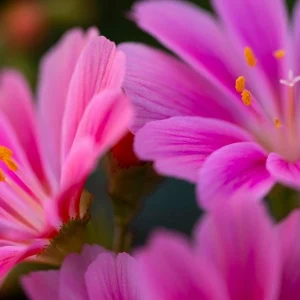 Lewisia Rainbow Mix Succulent Live Starter Plant - 2.5