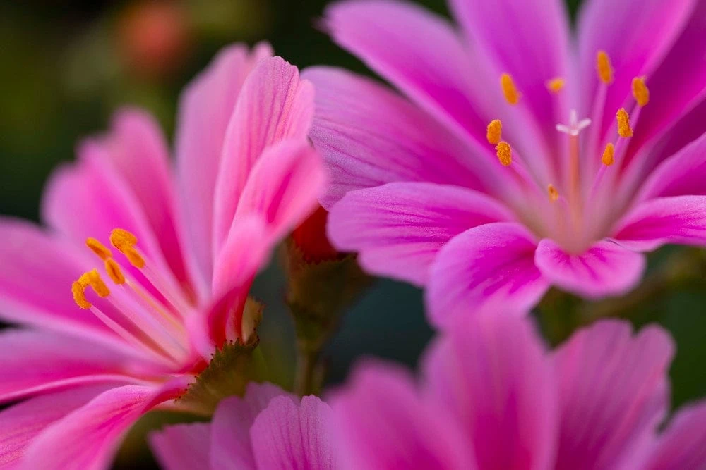 Lewisia Rainbow Mix Succulent Live Starter Plant - 2.5" Pot - Zones 5-8 - Image 2