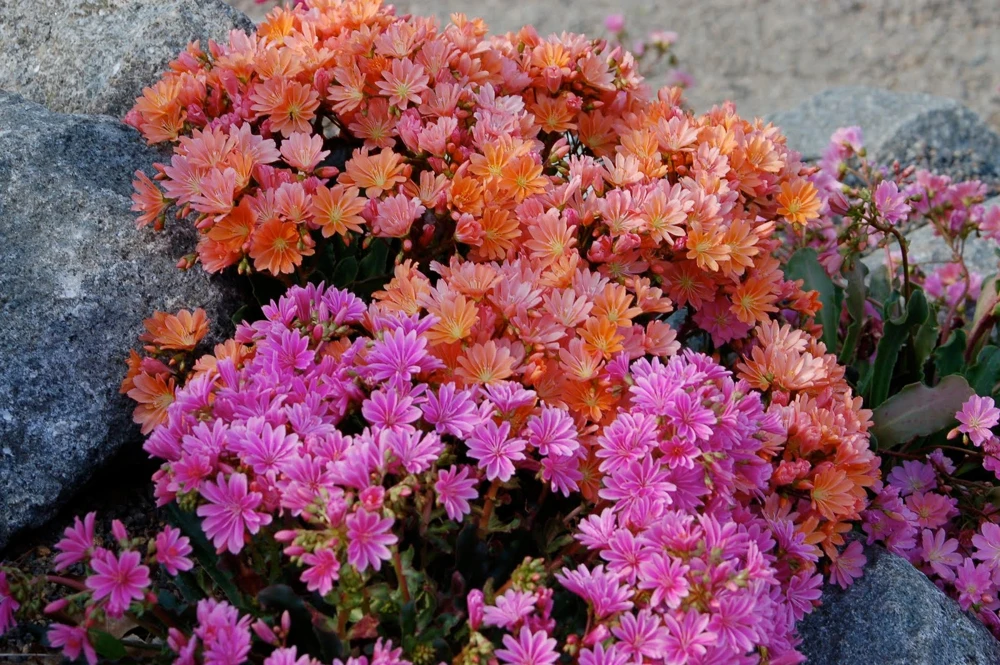 Lewisia Rainbow Mix Succulent Live Starter Plant - 2.5" Pot - Zones 5-8 - Image 3