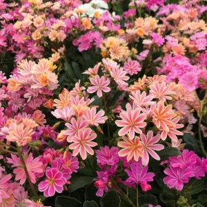 Lewisia Rainbow Mix Succulent Live Starter Plant - 2.5