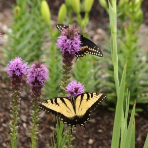 Liatris spicata 'Blazing Star' Live Plant - Purple Perennial - 2.5x3.5 inch Pot - Outdoor - Image 2