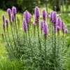 Liatris spicata 'Blazing Star' Live Plant - Purple Perennial - 2.5x3.5 inch Pot - Outdoor - Image 1