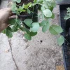 Little Marvel Shelling Pea Live Plants - 3/6 Set, 3 Inch Pot - Image 1