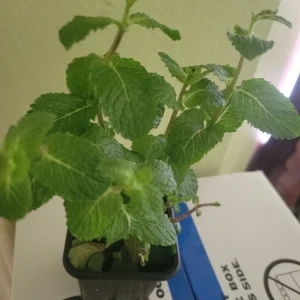 Live Organic Mint Plant - Frost Tolerant Fragrant Evergreen Herb - Image 1