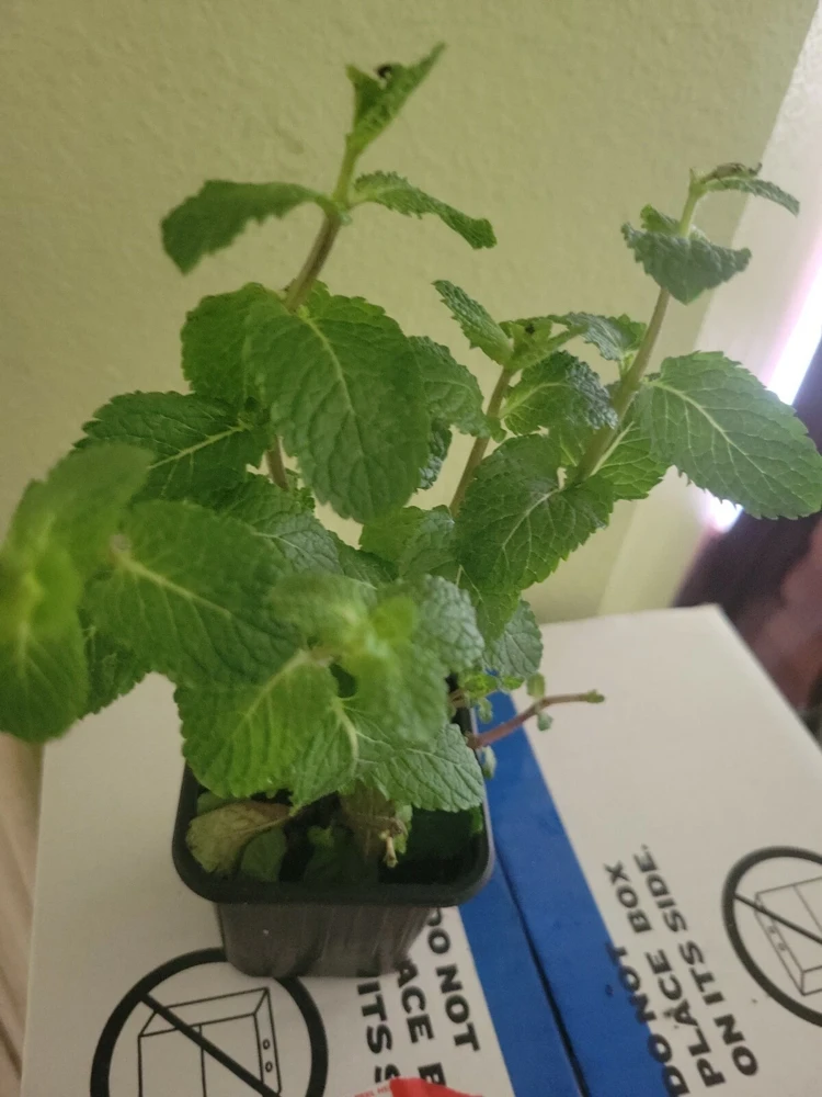 Live Organic Mint Plant - Frost Tolerant Fragrant Evergreen Herb - Image 1