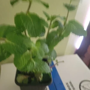 Live Organic Mint Plant - Frost Tolerant Fragrant Evergreen Herb - Image 2