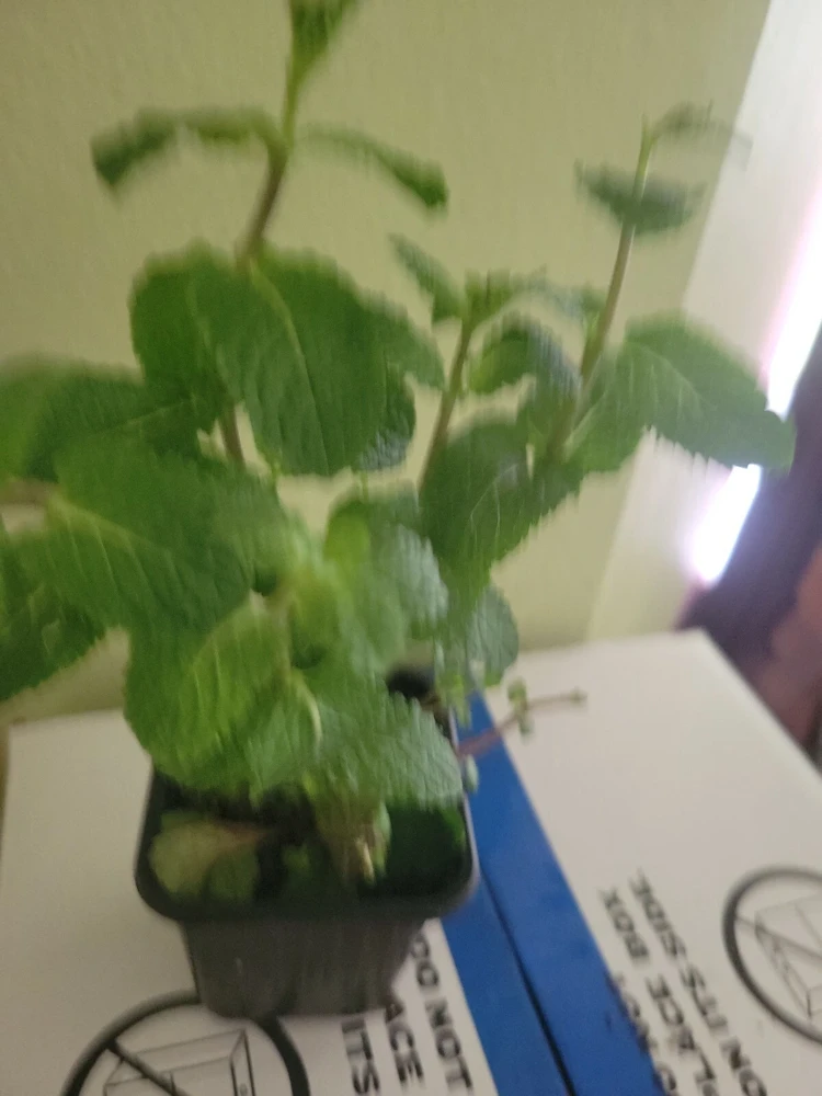 Live Organic Mint Plant - Frost Tolerant Fragrant Evergreen Herb - Image 2
