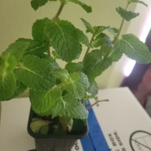 Live Organic Mint Plant - Frost Tolerant Fragrant Evergreen Herb - Image 3