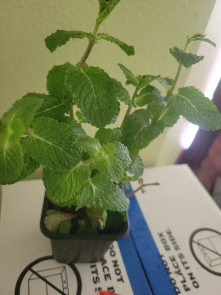 Live Organic Mint Plant - Frost Tolerant Fragrant Evergreen Herb - Image 3