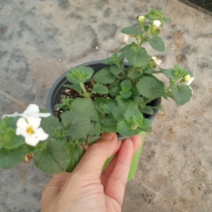 Live plant, Bacopa Megacopa white plants in 6 inch high pot. - Image 2