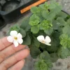 Live plant, Bacopa Megacopa white plants in 6 inch high pot. - Image 1
