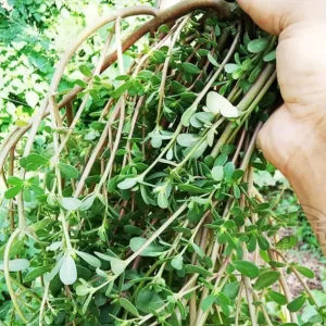 Live Purslane Plant - Edible Heirloom Herb for Gardens - Image 1