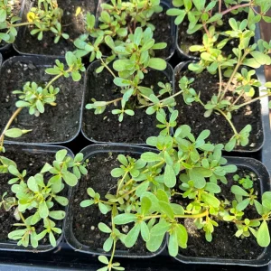 Live Purslane Plant - Edible Heirloom Herb for Gardens - Image 2