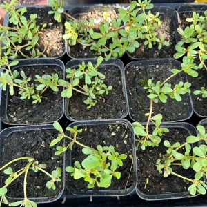 Live Purslane Plant - Edible Heirloom Herb for Gardens - Image 3