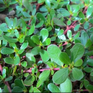 Live Purslane Plant - Edible Heirloom Herb for Gardens - Image 4