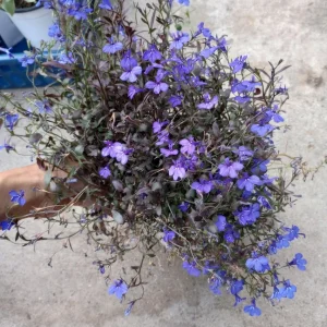 Lobelia Erinus Live Plant – 6 Inch Pot – Vibrant Blue Trailing Flowers - Image 1
