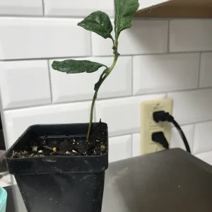 Loquat Fruit Tree Live Plant Seedling – 4-6 Inches Tall, 2.5 Inch Pot, Outdoor - Image 4