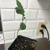 Loquat Fruit Tree Live Plant Seedling – 4-6 Inches Tall, 2.5 Inch Pot, Outdoor - Image 1