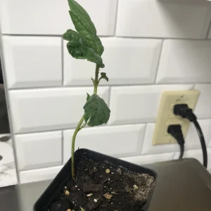 Loquat Fruit Tree Live Plant Seedling – 4-6 Inches Tall, 2.5 Inch Pot, Outdoor - Image 1