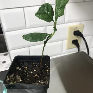 Loquat Fruit Tree Live Plant Seedling – 4-6 Inches Tall, 2.5 Inch Pot, Outdoor - Image 6