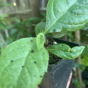 Loquat Tree Live Plant - 3 Inch Tropical Fruit Tree, Potted Seedling, Outdoor - Image 3