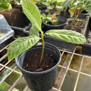 Loquat Tropical Fruit Live Tree - Non GMO Seedling - 4 inch pot - Indoor/Outdoor - Image 2
