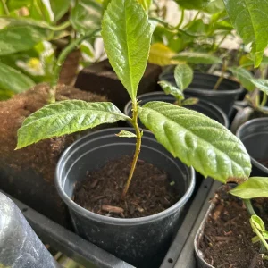 Loquat Tropical Fruit Live Tree - Non GMO Seedling - 4 inch pot - Indoor/Outdoor - Image 3