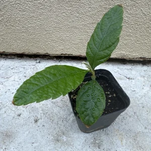 Loquat Tropical Fruit Live Tree - Non GMO Seedling - 4 inch pot - Indoor/Outdoor - Image 4