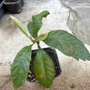 Loquat Tropical Fruit Live Tree - Non GMO Seedling - 4 inch pot - Indoor/Outdoor - Image 5