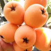Loquat Tropical Fruit Live Tree - Non GMO Seedling - 4 inch pot - Indoor/Outdoor - Image 1