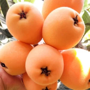 Loquat Tropical Fruit Live Tree - Non GMO Seedling - 4 inch pot - Indoor/Outdoor - Image 1