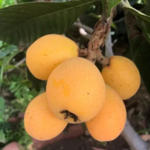 Loquat Tropical Fruit Live Tree - Non GMO Seedling - 4 inch pot - Indoor/Outdoor - Image 6