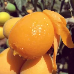 Loquat Tropical Fruit Live Tree - Non GMO Seedling - 4 inch pot - Indoor/Outdoor - Image 7