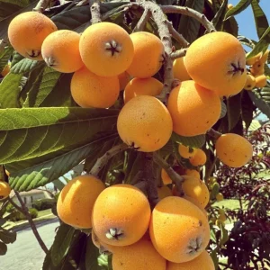 Loquat Tropical Fruit Live Tree - Non GMO Seedling - 4 inch pot - Indoor/Outdoor - Image 8