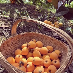 Loquat Tropical Fruit Live Tree - Non GMO Seedling - 4 inch pot - Indoor/Outdoor - Image 9