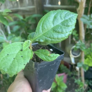 Loquat Tropical Fruit Tree Live Plant Eriobotrya japonica 6-12 Inches Tall in 3 Inch Pot Outdoor Evergreen - Image 3