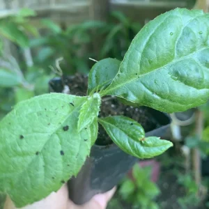 Loquat Tropical Fruit Tree Live Plant Eriobotrya japonica 6-12 Inches Tall in 3 Inch Pot Outdoor Evergreen - Image 1