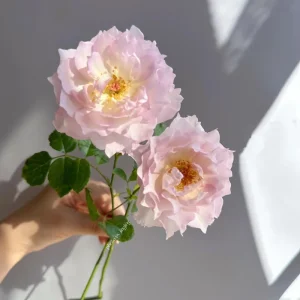 Luningxiang Rose Live Plant - Pink Double Petal Fragrant Rose 80-120 cm - Image 3