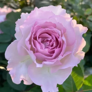 Luningxiang Rose Live Plant - Pink Double Petal Fragrant Rose 80-120 cm - Image 5