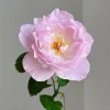 Luningxiang Rose Live Plant - Pink Double Petal Fragrant Rose 80-120 cm - Image 1